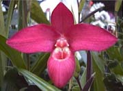 Phrag. Jason Fischer 'Woodstream' AM/AOS — grower's reference photo
