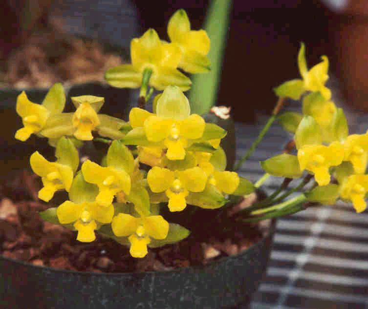 Lycaste campbellii