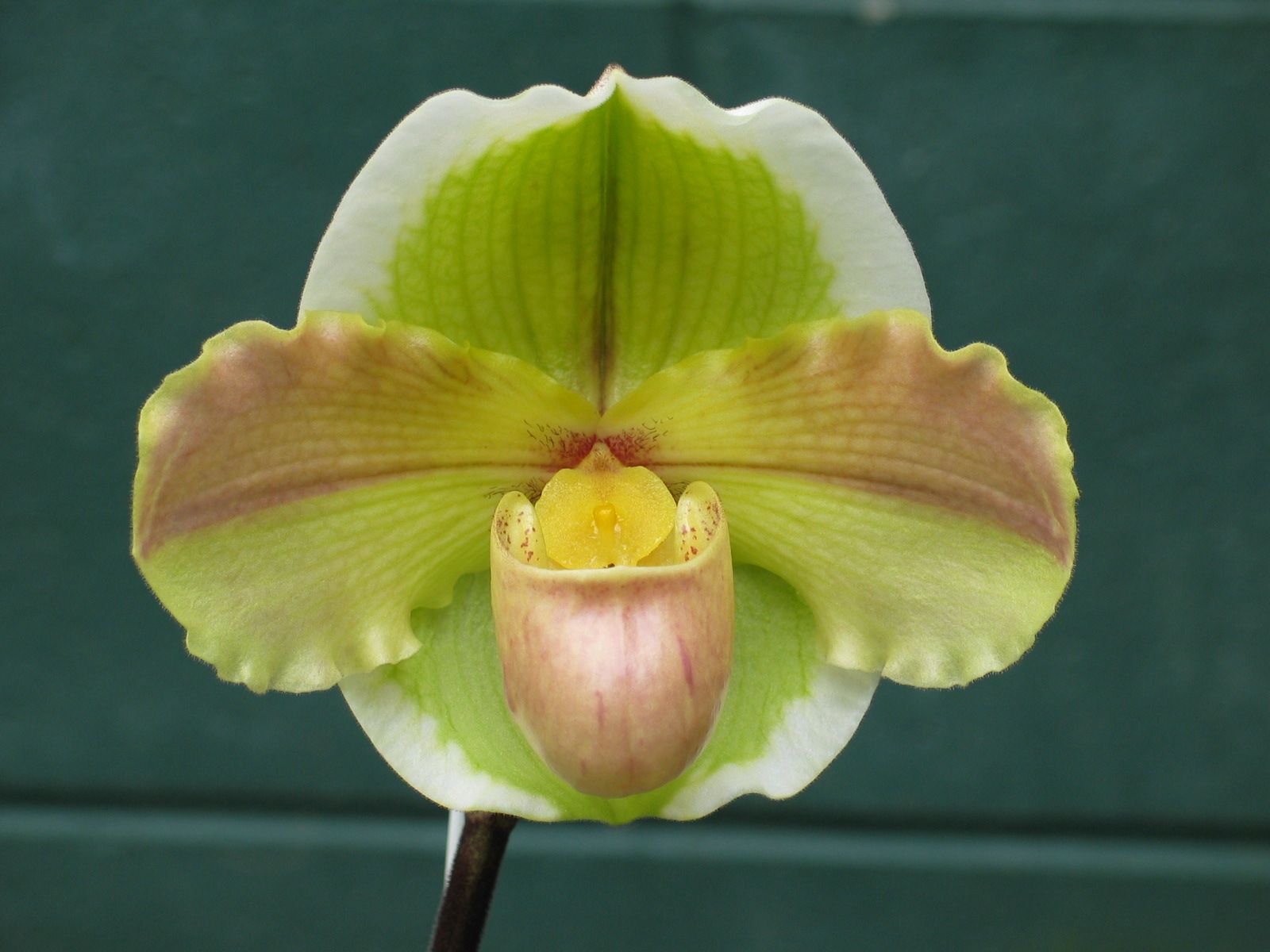 Paph. Billy Bunter 'Tereapi'