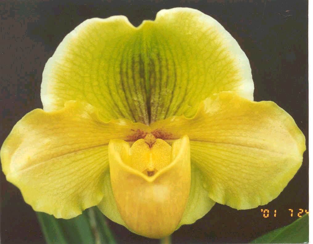 Paph. Donna Hanes 'Papa Aroha' SM/CSA