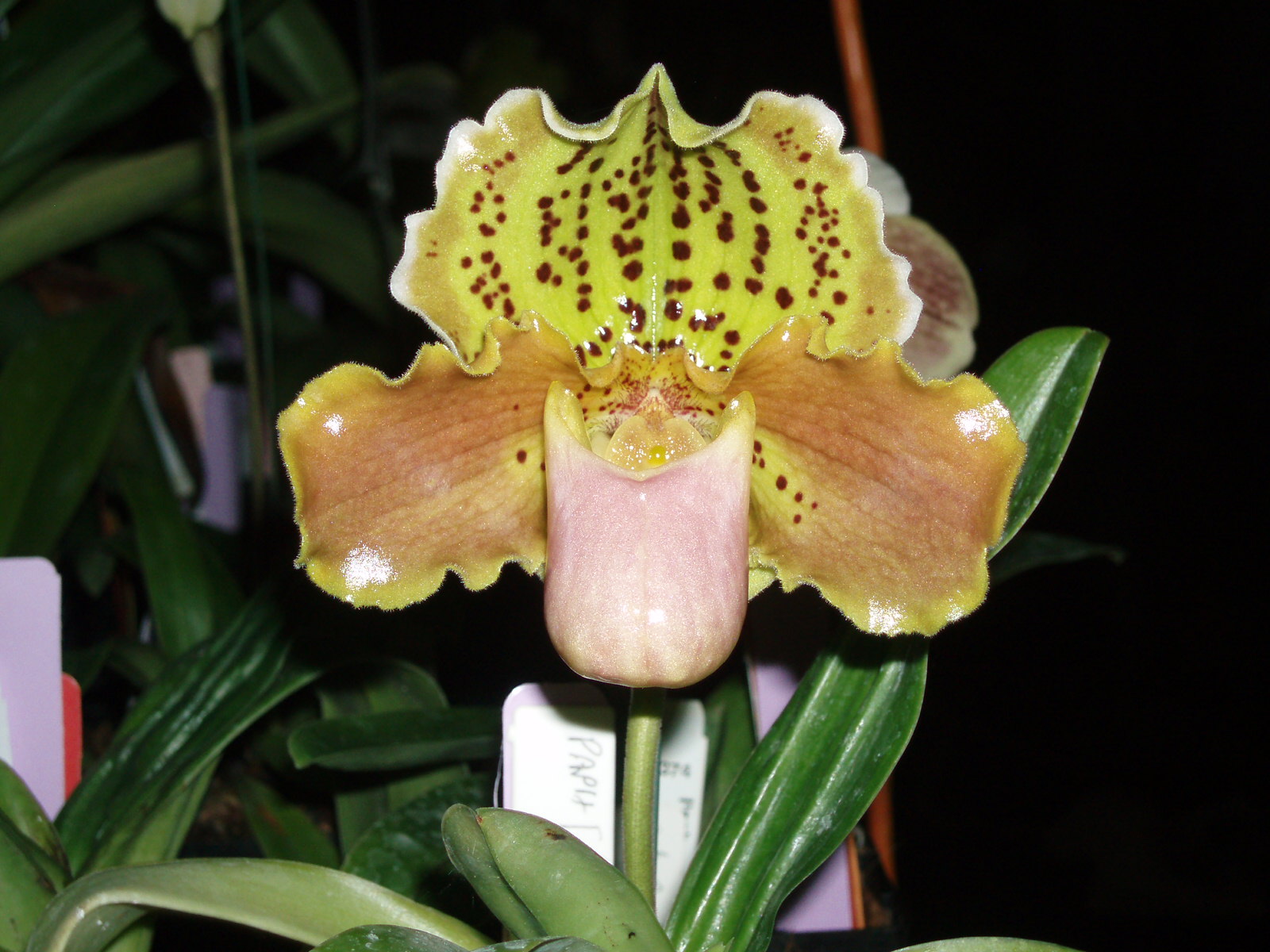 Paph. Bright Angel 'Dreamer'