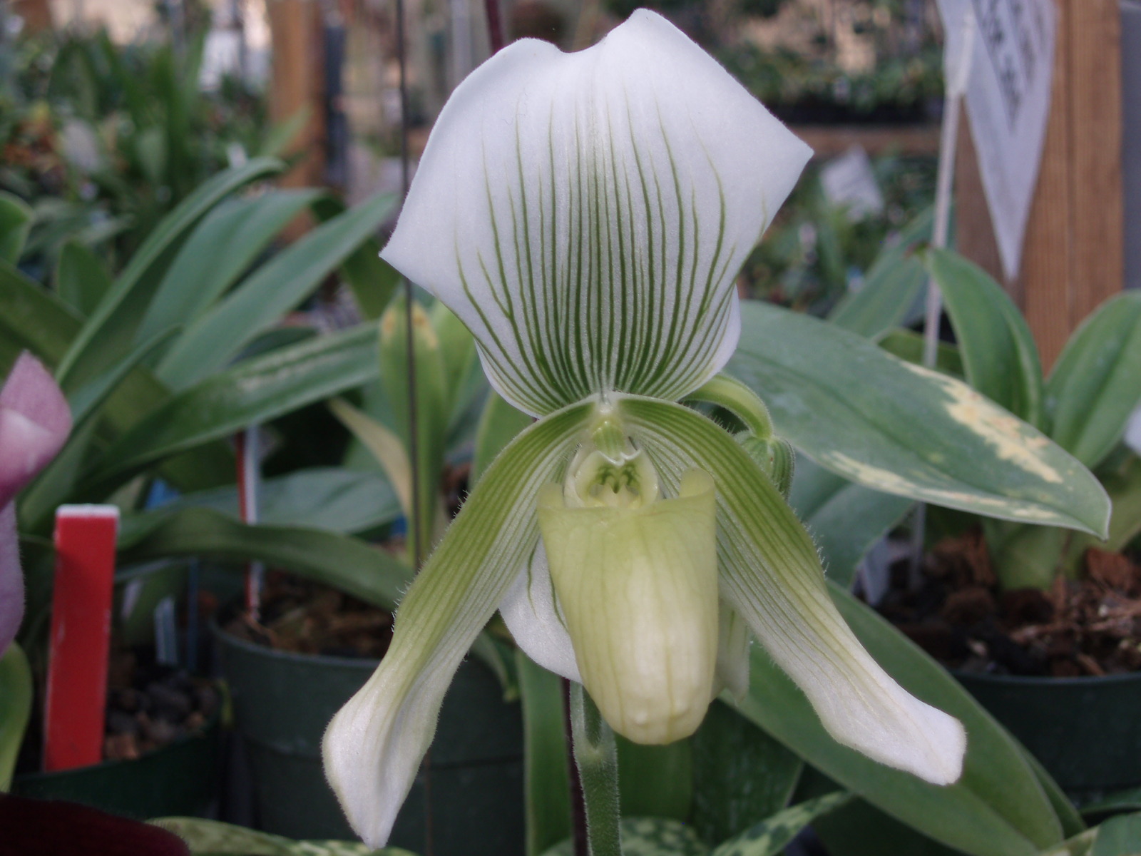 Paph. callosum sanderae 'Penns Creek'