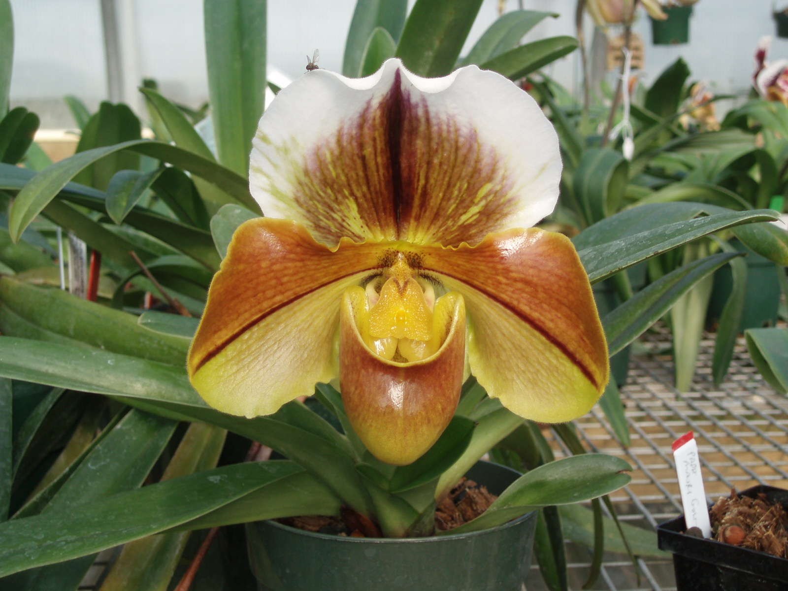 Paph. Coro Vista 'Nice'