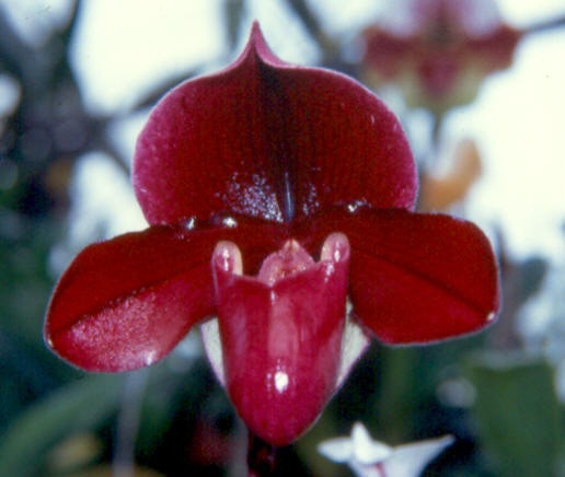 Paph. Fire Within 'Woodstream' HCC/AOS — grower's reference photo