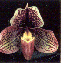 Paph. Intrigue 'Dazzler' B/CSA
