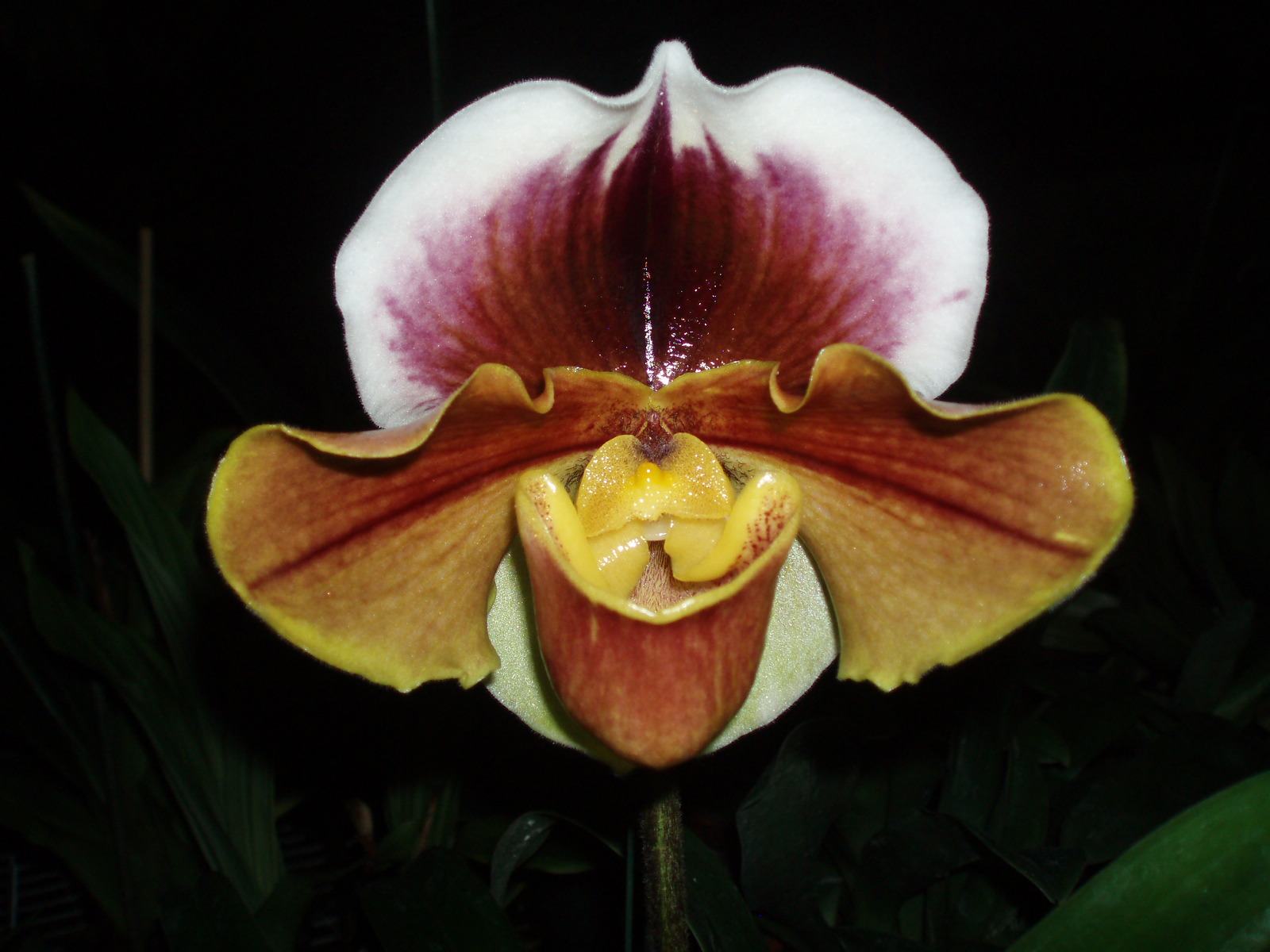 Paph. Ranchaldy 'Wide Smile'