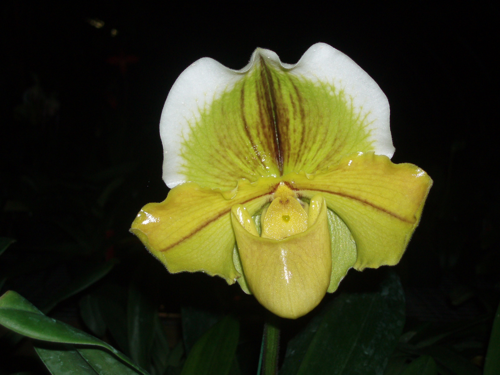 Paph. Response 'Par Excellance' HCC/AOS · BM/CSA
