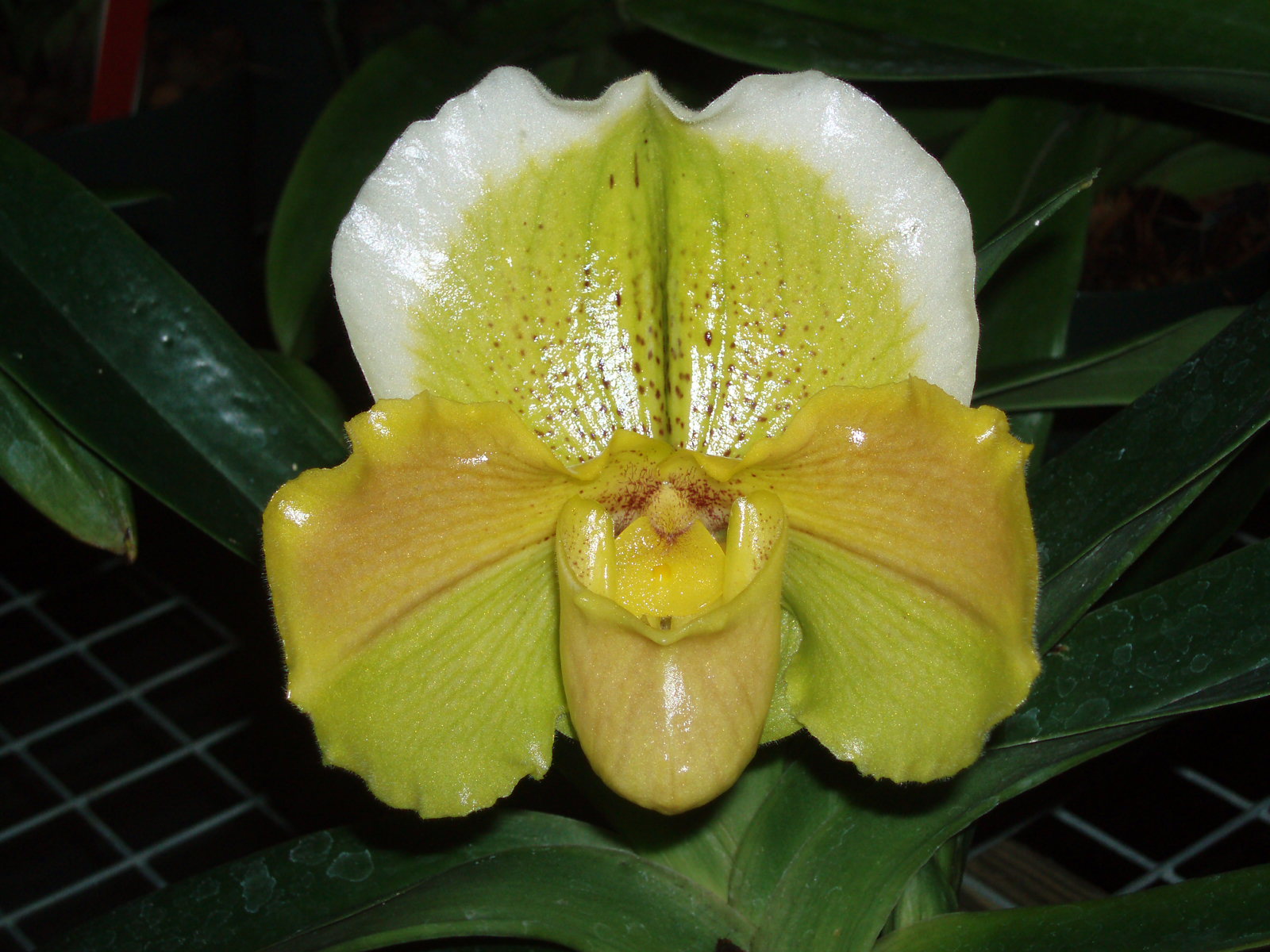 Paph. Smooth Sailing 'Russian River Gold'