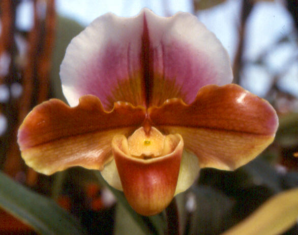 Paph. Via Luna Este 'China Doll' AM/AOS