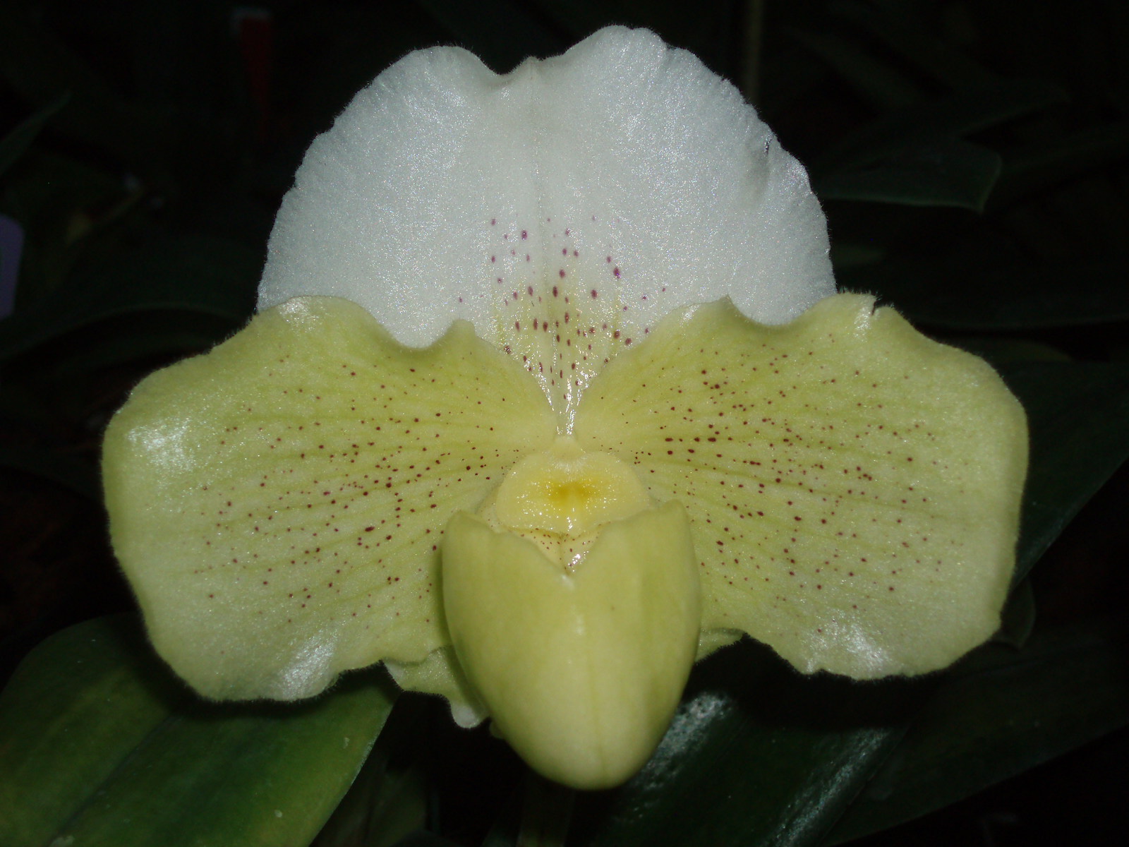 Paph. White King 'Midas Touch'