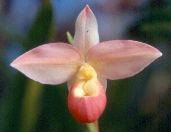 Phrag. Grouville — grower's reference photo