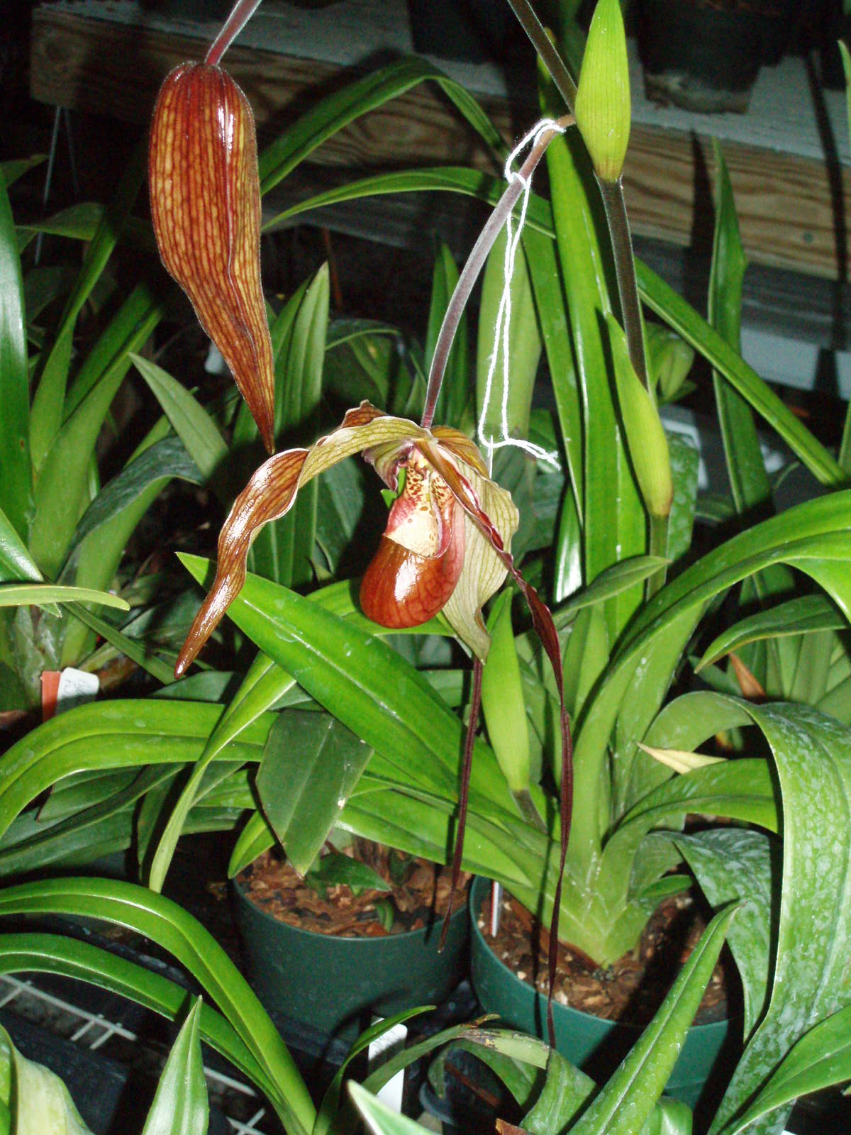 Phrag. Nitidissimum 'Neville' FCC/AOS