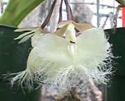 Epi. raniferum var. albescens 'Woodstream' CHM/AOS — grower's reference photo
